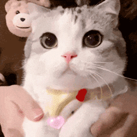 640 (1).gif